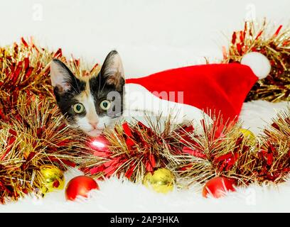 Kürbis, ein drei Monate altes Calico Kätzchen, Späht aus einem weihnachten santa hut, 26.12.2014, Coden, Alabama. Stockfoto