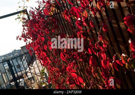 Wien, Dachgarten - Wien, Dachgarten Stockfoto