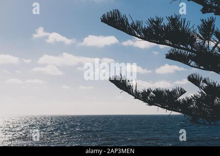 Norfolk Island Pinien in Western Australia geschossen im Sommer mit blauem Himmel und kontrastreichen Blauen Stunde Licht shinging über dem Indischen Ozean Stockfoto