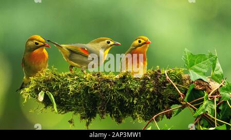 Fuzhou, Provinz Fujian in China. 19 Jan, 2020. Red-billed leiothrixes Rest an xihu Park in Fuzhou, Provinz Fujian im Südosten Chinas, Jan. 19, 2020. Credit: Mei Yongcun/Xinhua/Alamy leben Nachrichten Stockfoto