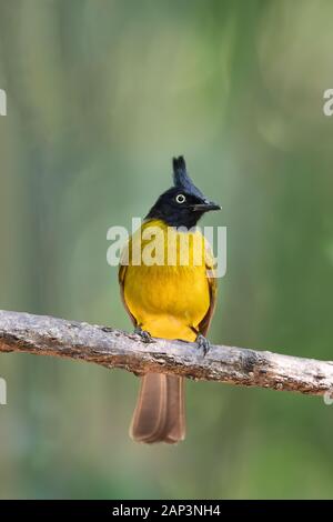 Die black-Crested bulbul (Pycnonotus flaviventris) ist ein Mitglied der Familie der Vögel bulbul) aus. Es ist vom indischen Subkontinent so gefunden Stockfoto