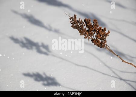 Schatten über den frischen Schnee in Muskoka Stockfoto