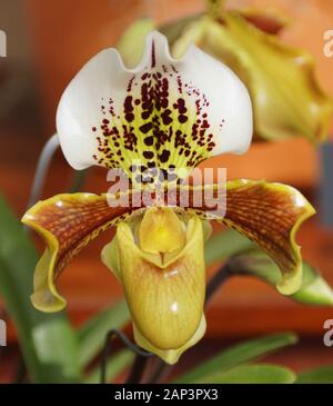 Schöne weiße, gelbe und dunkelrote Paphiopedilum-Orchideenblume Stockfoto