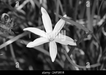 Lilly oder Lilie Blume auf der monochromen Hintergrund Stockfoto