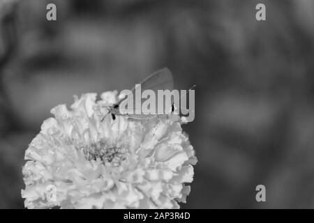 Schmetterling auf Ringelblume Blüten Nahaufnahme im Garten auf den monochromen Hintergrund Stockfoto