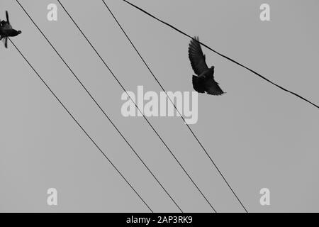 Fliegende weiße Taube Vogel auf schwarzem Hintergrund Stockfoto