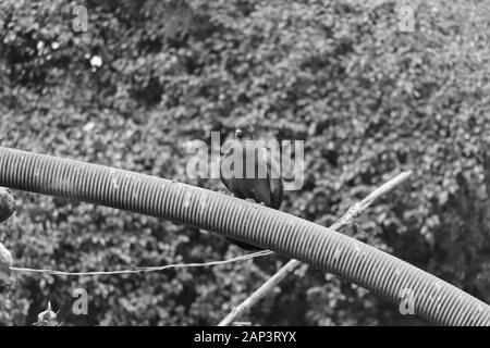 Schwarze und weiße Taube auf den monochromen Hintergrund Stockfoto