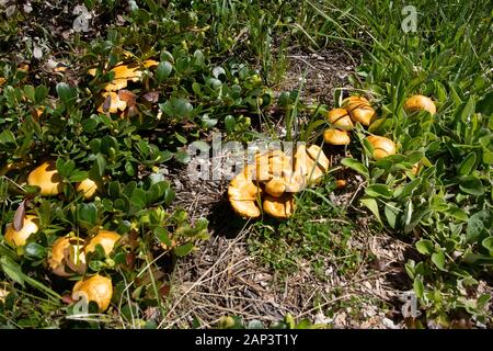 Agrocybe sp. Pilze wachsen in einem offenen Rasenfläche entlang Kupfer Creek, in der Anaconda Pintler Gebirge aus Granit County im US-Bundesstaat Montana. Die meisten Pro Stockfoto