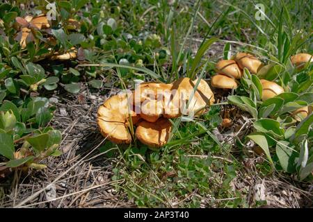 Agrocybe sp. Pilze wachsen in einem offenen Rasenfläche entlang Kupfer Creek, in der Anaconda Pintler Gebirge aus Granit County im US-Bundesstaat Montana. Die meisten Pro Stockfoto