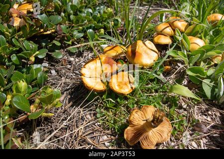 Agrocybe sp. Pilze wachsen in einem offenen Rasenfläche entlang Kupfer Creek, in der Anaconda Pintler Gebirge aus Granit County im US-Bundesstaat Montana. Die meisten Pro Stockfoto