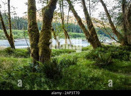 Eine grasige Lichtung entlang des Flusses Hoh, des Hoh Rain Forest, des Olympic National Park, des Staates Washington, USA. Stockfoto