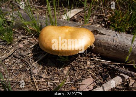 Agrocybe sp. Pilze wachsen in einem offenen Rasenfläche entlang Kupfer Creek, in der Anaconda Pintler Gebirge aus Granit County im US-Bundesstaat Montana. Die meisten Pro Stockfoto