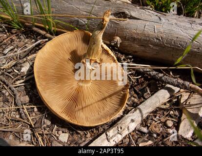 Die Unterseite und die Kiemen eines Agrocybe sp. Pilze wachsen in einem offenen Rasenfläche entlang Kupfer Creek, in der Anaconda Pintler Berge von Gra Stockfoto