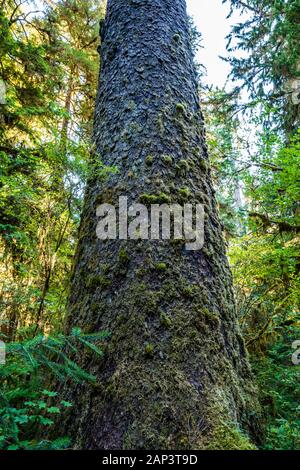 Ein Sitka Spruce Tree Trunk steigt aus dem Waldboden, Hoh Regenwald, Olympic National Park, Washington State, USA. Stockfoto