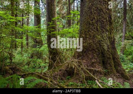 Ein Sitka Spruce Tree Trunk steigt aus dem Waldboden, Hoh Regenwald, Olympic National Park, Washington State, USA. Stockfoto