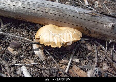 Eine alte, gebrochene Agrocybe sp. Pilze wachsen in einem offenen Rasenfläche entlang Kupfer Creek, in der Anaconda Pintler Gebirge aus Granit County, Stockfoto