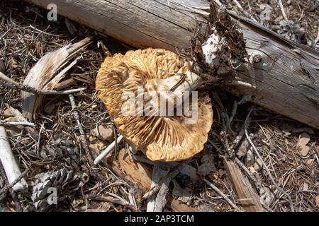 Die Kiemen eines gealterten Agrocybe sp. Pilze fanden in einem offenen Grasgebiet entlang des Copper Creek, in den Anaconda Pintler Mountains in Montana, wachsen. Stockfoto