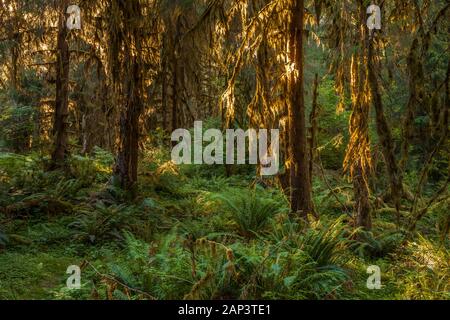 Am frühen Morgen Licht schleicht durch die Bäume die Bemoosten Zweigen, Olympic National Park, Hoh River Trail, Washington, USA. Stockfoto