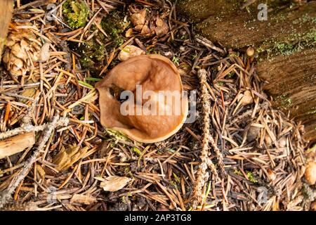 Gyromitra perlata, Schweineohrpilz, der auf verrottendem Holz wächst, Mitte Juni entlang der Middle Fork des Rock Creek, im Granite County, Montana. Stockfoto