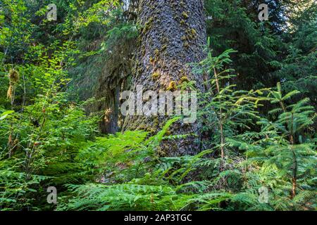 Ein Sitka Spruce Tree Trunk steigt aus dem Waldboden, Hoh Regenwald, Olympic National Park, Washington State, USA. Stockfoto