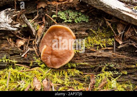 Gyromitra perlata, Schweineohrpilz, der auf verrottendem Holz wächst, Mitte Juni entlang der Middle Fork des Rock Creek, im Granite County, Montana. Stockfoto