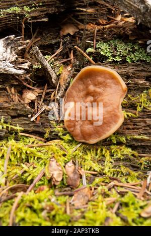 Gyromitra perlata, Schweineohrpilz, der auf verrottendem Holz wächst, Mitte Juni entlang der Middle Fork des Rock Creek, im Granite County, Montana. Stockfoto