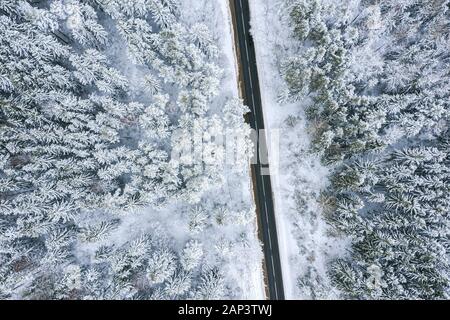 Asphaltierte Straße in den Wald. Pinien in Wald mit Schnee bedeckt. natürliche Winterlandschaft Stockfoto