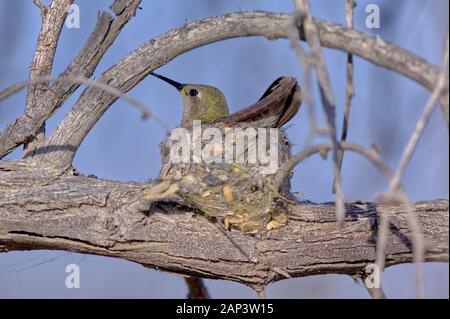 Eine weibliche Annas Kolibri, beheimatet in Arizona, sitzen auf ihrem Nest ihre Eier ausbrüten. Stockfoto