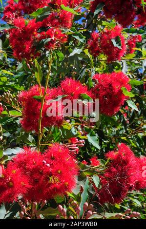 Blühende red gum, Corymbia ficifolia, Melbourne, Australien Stockfoto