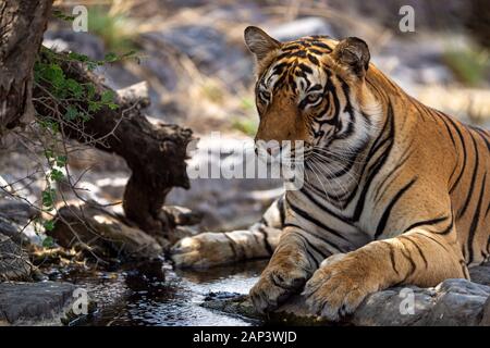 Wild männliche Tiger Abkühlung im Wasser während der heißen Sommermonate im Ranthambore Nationalpark oder Tiger Reserve, Rajasthan, Indien - Panthera tigris Stockfoto