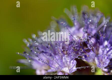Nahaufnahme einer lila Wiese Blume, glänzt in der wilden Natur mit ihren zarten Blüten, auf denen Tropfen Wasser vor einem grünen Hintergrund sitzen Stockfoto