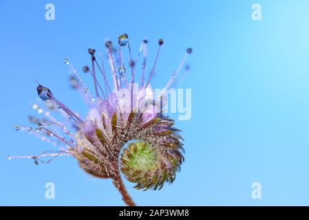 Nahaufnahme einer lila Wiese Blume, glänzt in der wilden Natur mit ihren zarten Blüten, auf denen Tropfen Wasser vor blauem Himmel sitzen Stockfoto