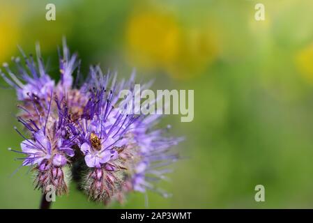 Nahaufnahme einer lila Wiese Blume im Sommer gegen ein helles Grün mit feinen Haare und kleine Tropfen von Wasser, das in der Sonne leuchtet, f Stockfoto