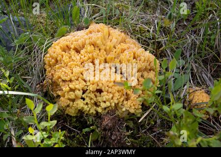 Ramaria sp. Gelbe moralische Pilz gefunden auf Frogponds, in die Anaconda Pintler Wüste Granit County im US-Bundesstaat Montana. Möglicherweise R. aurea, R.fl Stockfoto