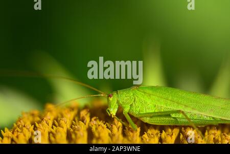 Nahaufnahme einer Grüne Heuschrecke im Sommer sitzen auf einem Fading Sonnenblumen und Erholung in der Sonne mit Platz für Text Stockfoto