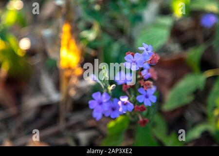 Myosotis alpestris oder alpin vergessen mich nicht ist eine krautige mehrjährige Pflanze in der blühenden Pflanzenfamilie Boraginaceae Stockfoto