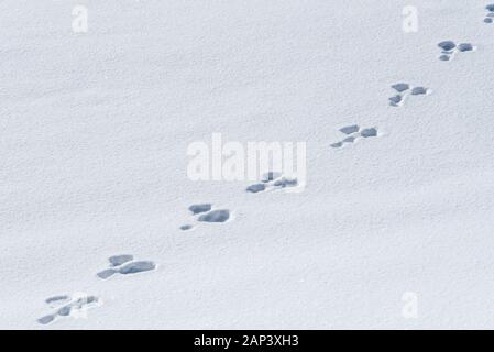 Kaninchen Spuren im Schnee, Wallowa County, Oregon. Stockfoto