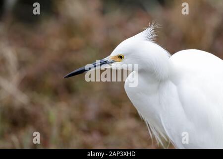 Snowy Egret nach nahrungssuche Stockfoto