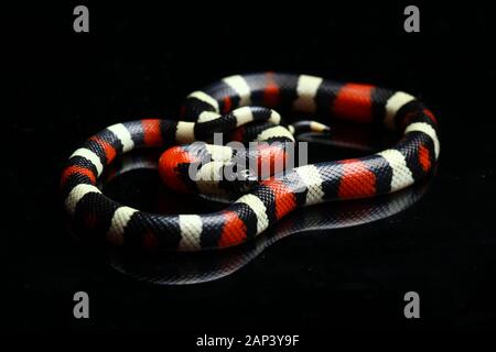 Pueblan Milch Schlange oder Campbell's Milch Schlange, Lampropeltis triangulum campbelli, auf schwarzem Hintergrund Stockfoto