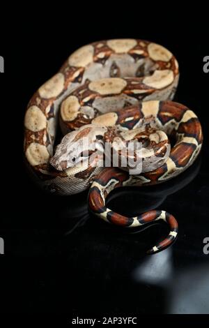 Gemeinsame boa, Boa constrictor, auf schwarzem Hintergrund Stockfoto