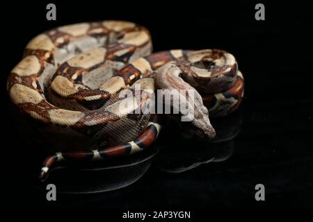 Gemeinsame boa, Boa constrictor, auf schwarzem Hintergrund Stockfoto