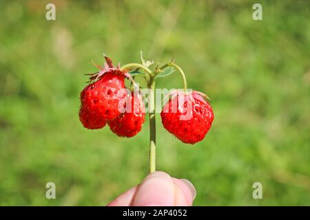Sprig mit reifen roten Beeren von Garten-Erdbeeren in weiblicher Hand. Stockfoto