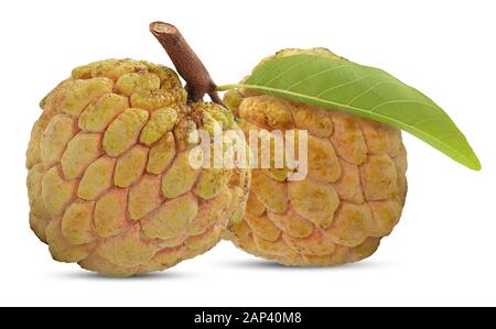 Annona oder Custard Apple auf weißem Hintergrund Stockfoto