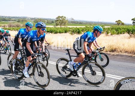 Mitfahrer auf der Stufe 1 im Jahr 2020 die Tour Down Under reiten durch Bethanien im Barossa Valley in Australien. Die Bühne wurde von Sam Bennett (IRE) von t gewonnen Stockfoto