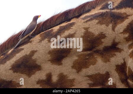 Yellow-billed Oxpecker (Bucephagus africanus) auf den Hals einer Giraffe, Lake Naivasha, Kenia. Stockfoto