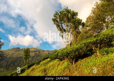 Schöner Blick auf die Teeplantage in der Nähe von Munnar in Kerala, Südindien am sonnigen Tag Stockfoto