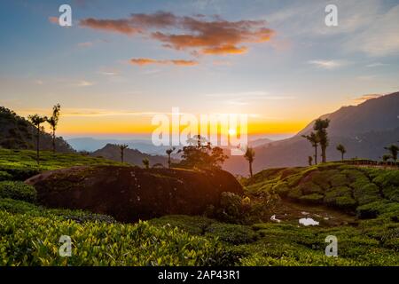 Malerische Aussicht über Tee Plantage in der Nähe von Suhl in Kerala, Südindien bei Sonnenuntergang Stockfoto