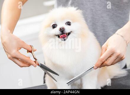 Konzept Friseur für Tiere, Groomer hat Happy Dog pomeranian spitz getrimmt Stockfoto