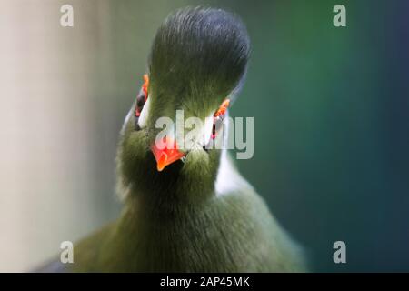 Lustiger Portait aus grünem Turaco, grünem exotischen Vogel, guineischer Bananenfresser, Plantagebäter oder Go-Away-Vogel Stockfoto