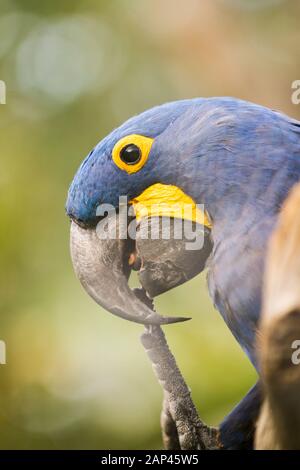 Hyazinth-Makaw, Porträt eines blauen Papageiens, bunter Vogel, lustiger Haustier Stockfoto